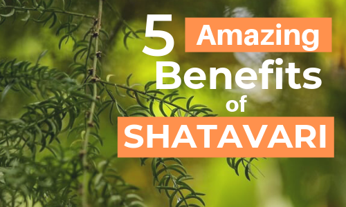 shatavari benefits