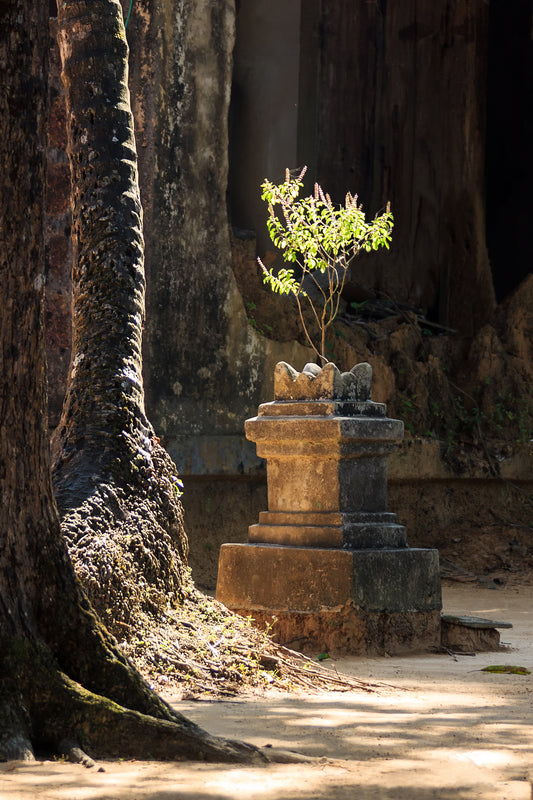 THE PHYSICAL AND SPIRITUAL BENEFITS OF HOLY BASIL