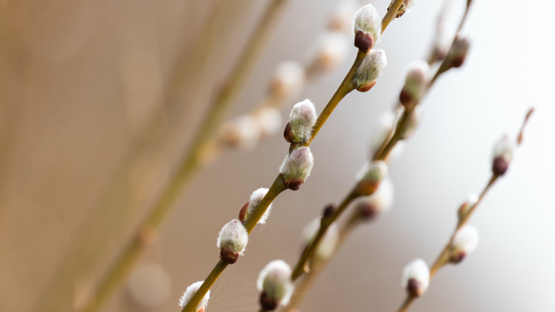 White Willow- From Mysticism to Medicine