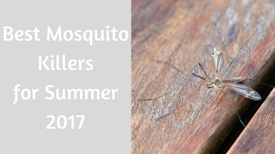 a mosquito on a picnic table 