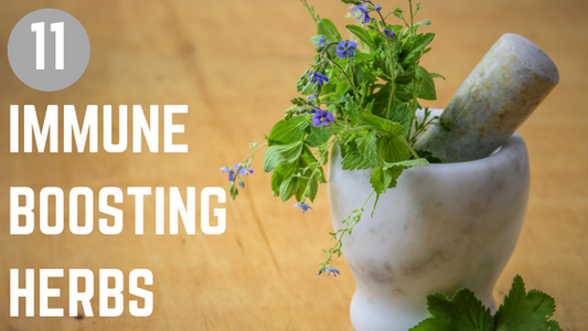 11 immune boosting herbs