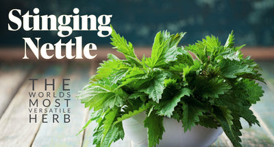 Stinging Nettle- One of the Worlds Most Versatile Herbs