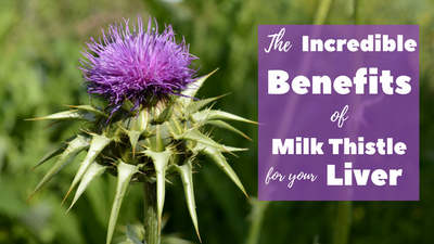 The Incredible Benefits of Milk Thistle for Your Liver