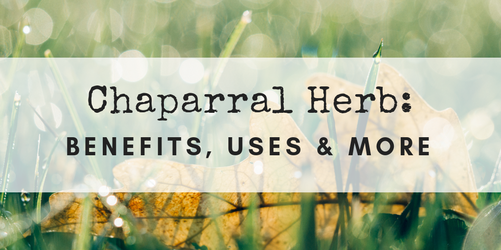 chaparral herb benefits and uses