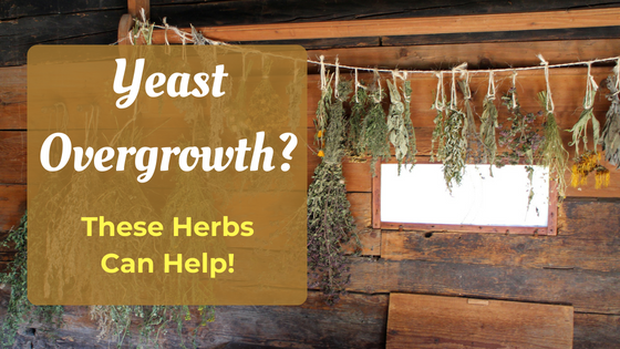 herbs for candida overgrowth