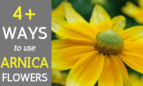 benefits of arnica flowers