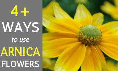 Arnica Flower Benefits for Sore Muscles, Joints, and More
