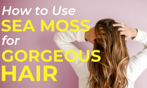 Irish Moss and Its Many Benefits for Hair