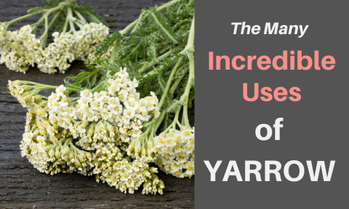 Yarrow Uses You've Never Heard Of