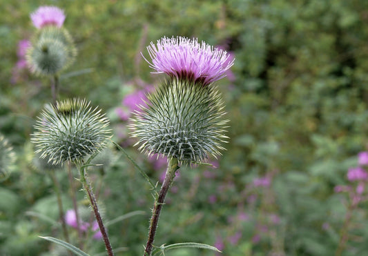 LIVE CLASS: Herbal Medicine for Beginners